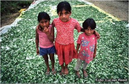 coca-ninos