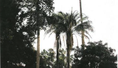 Colecciones de las palmeras de Bolivia (portada).